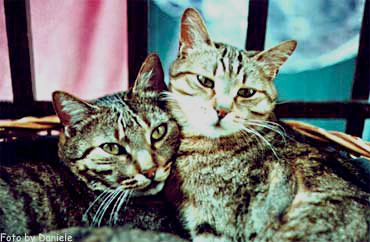 I gatti di Daniele