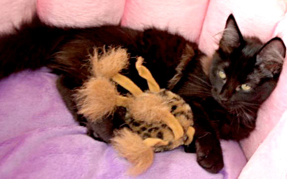 Gatti d’Angora Turco