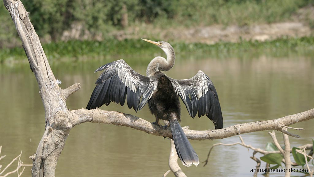 Aninga