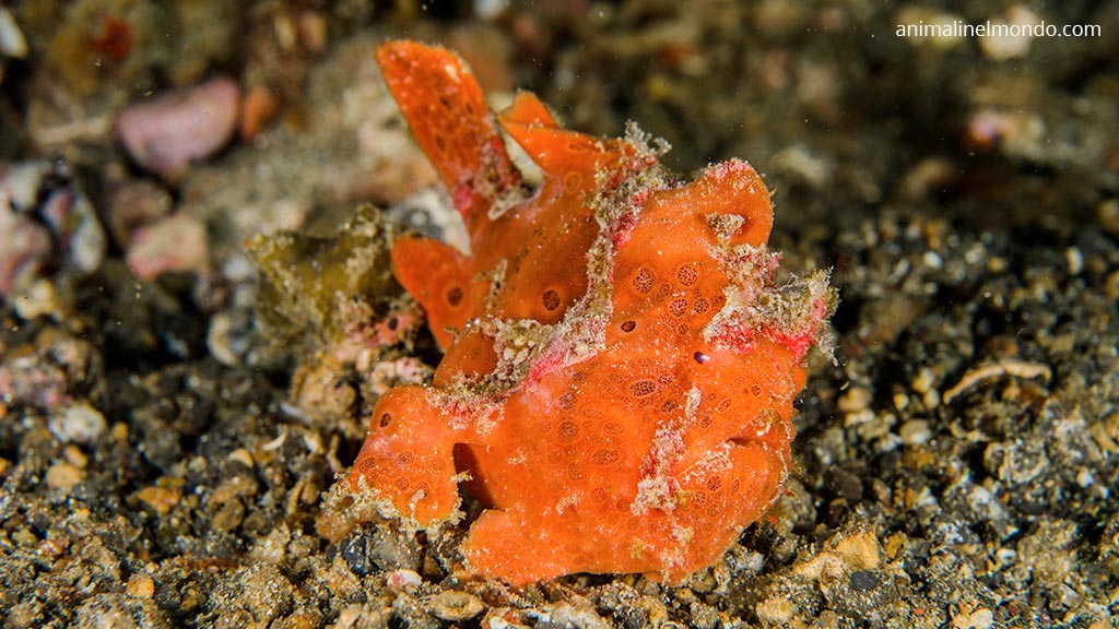 Pesce antennario