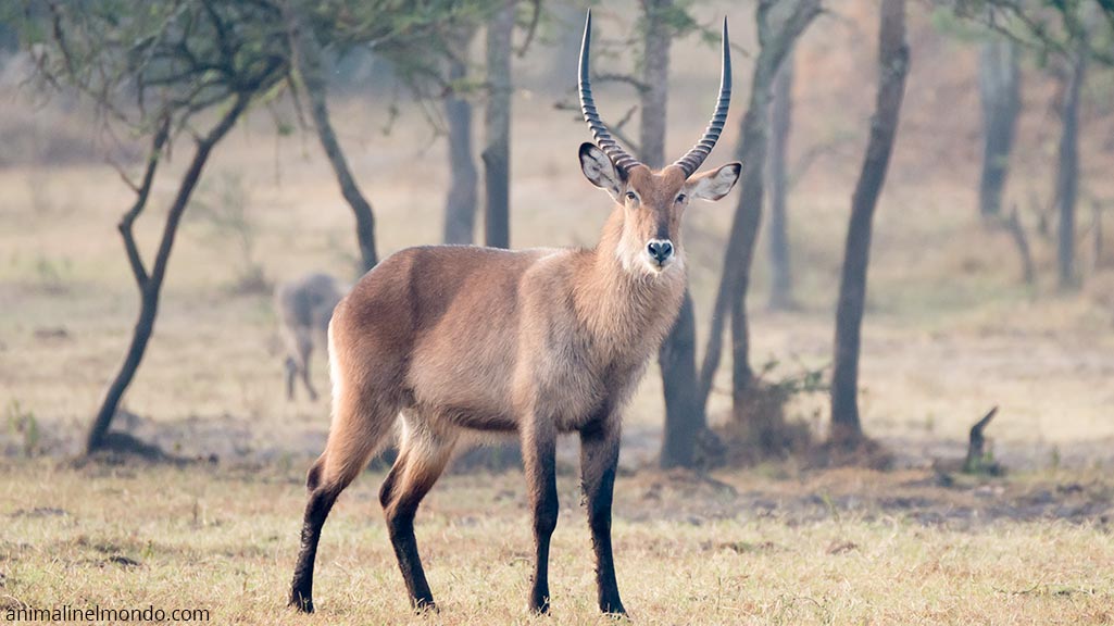 Antilope