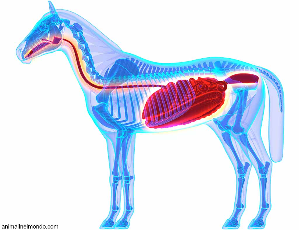 Apparato digerente del cavallo