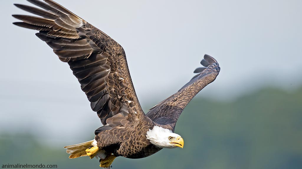 Aquila Calva