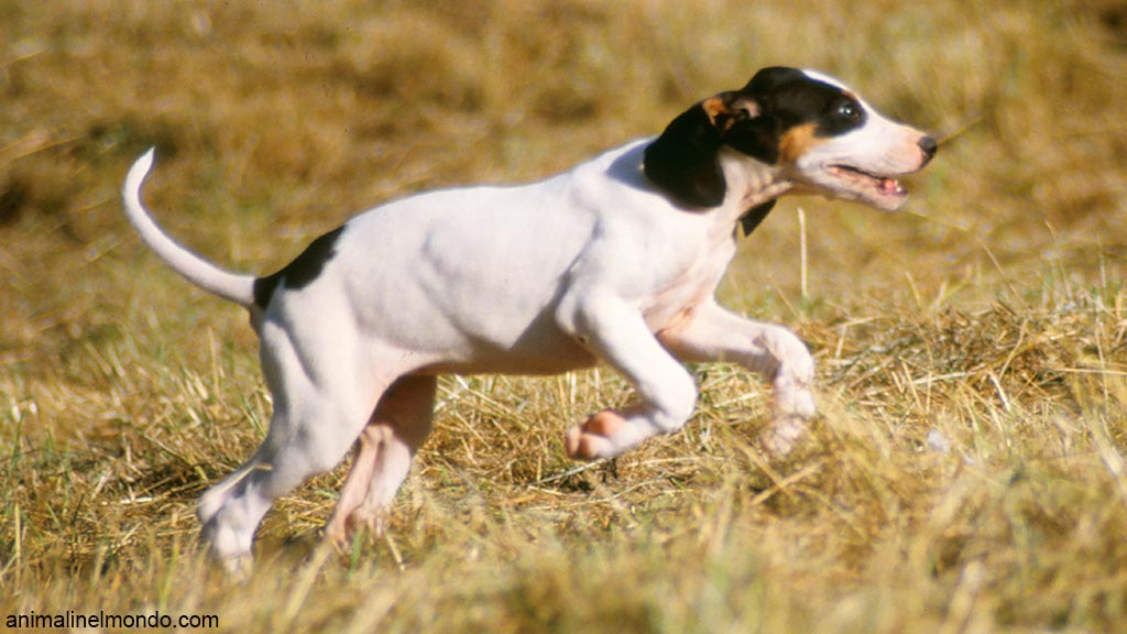 Cane Ariegeois