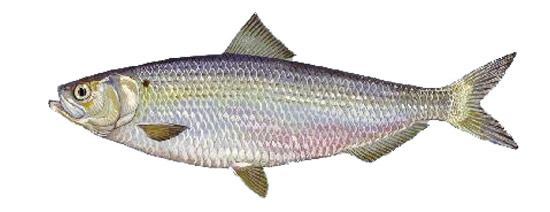 Aringa