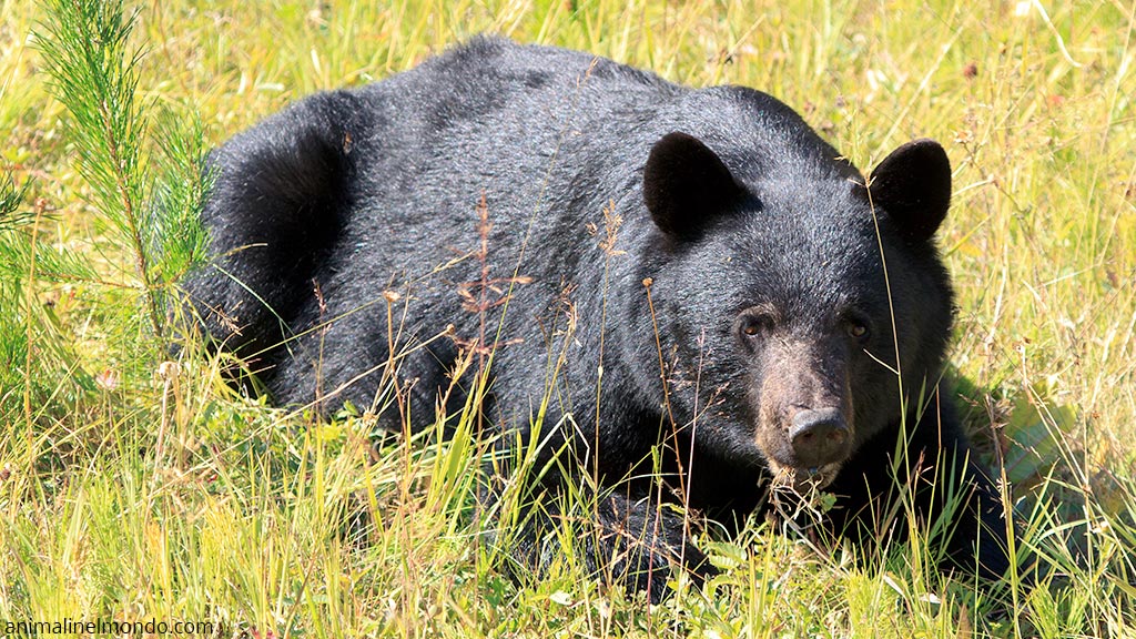 Orso nero o Baribal