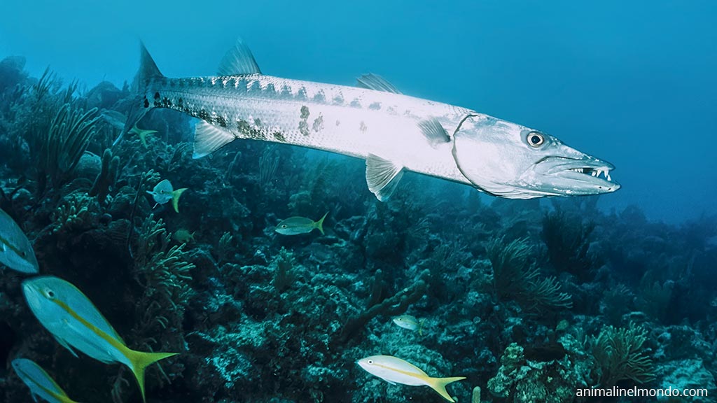 Barracuda