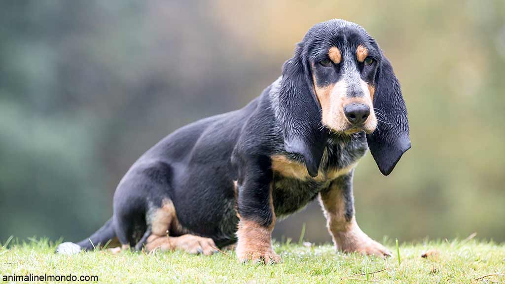Cane Basset Bleu de Gascogne