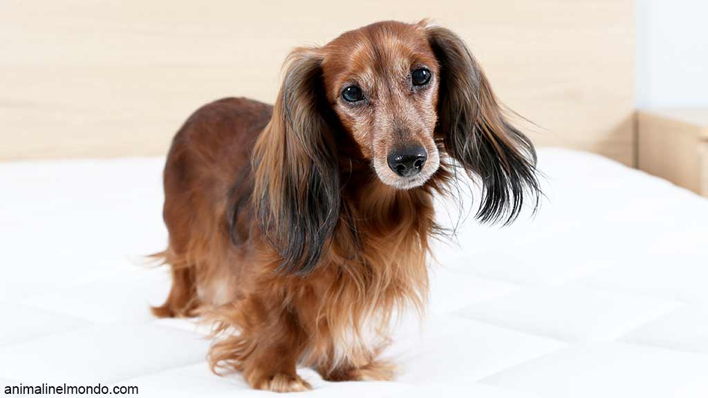 Cane Bassotto tedesco nano a pelo lungo