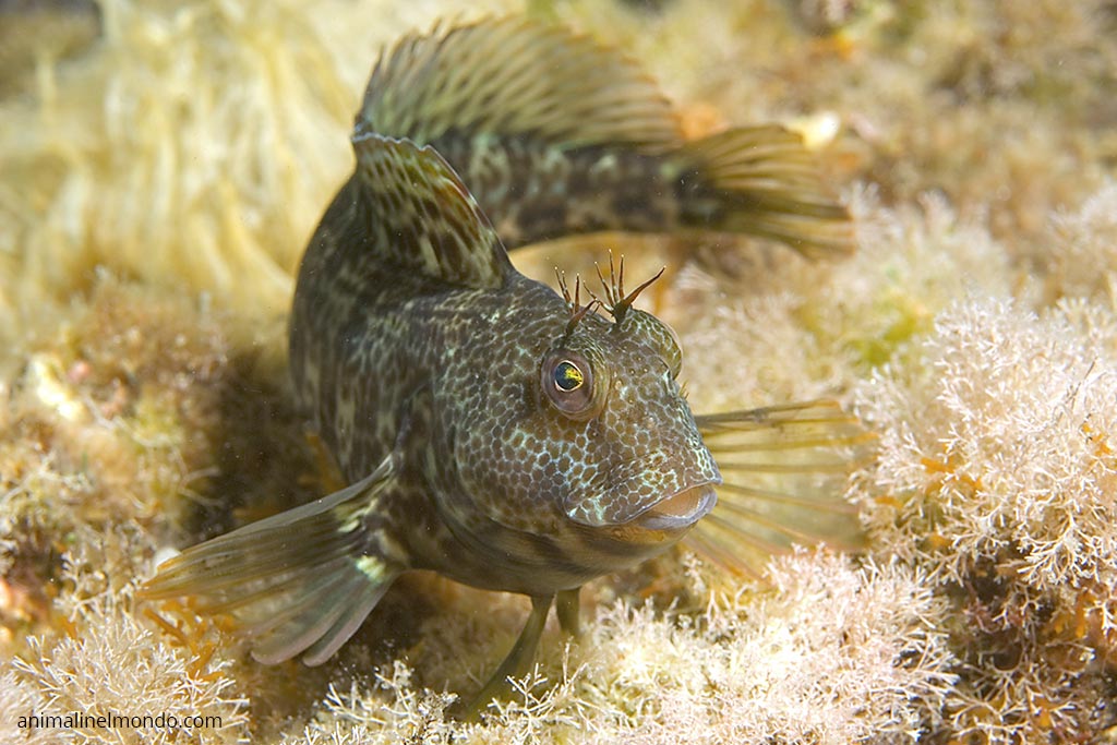 Bavosa occhiuta