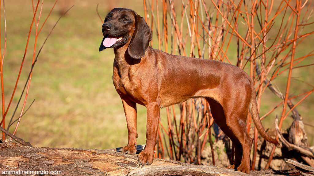 Cane Bayerischer Gebirgsschweisshund