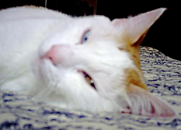 Piccolo grande amore