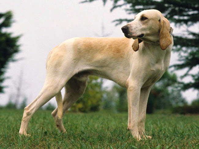 Cane Billy