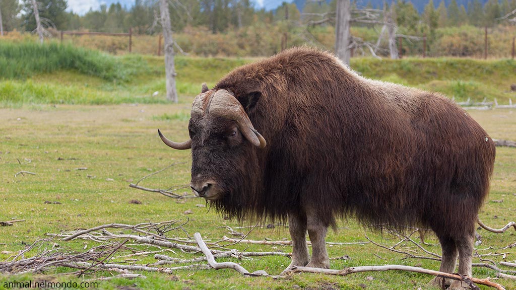 Bisonte Americano