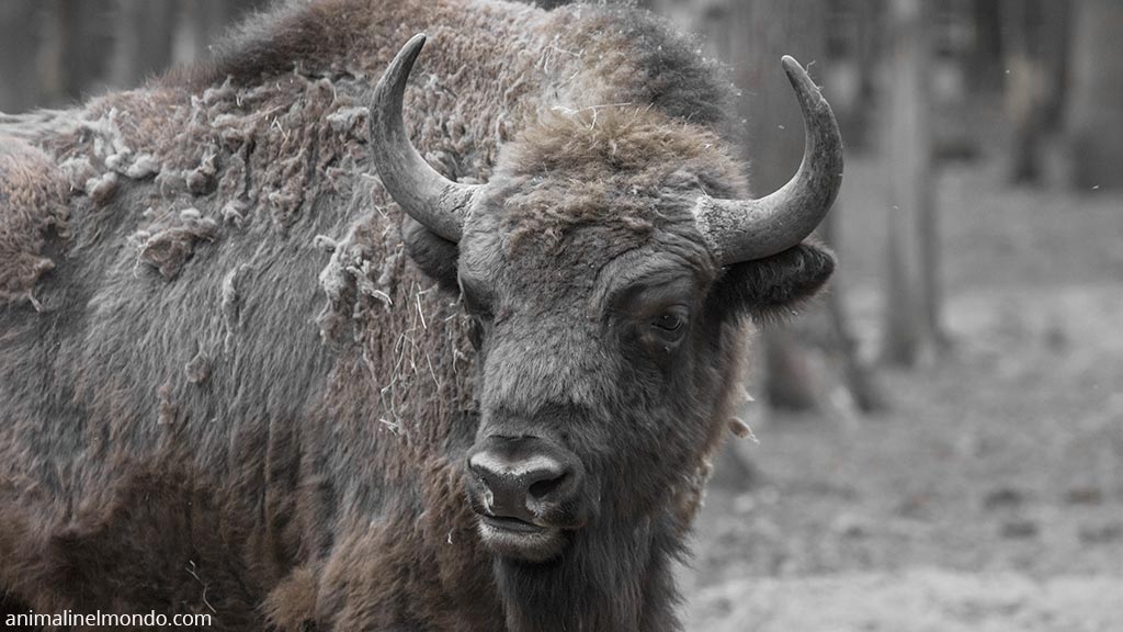 Bisonte Europeo