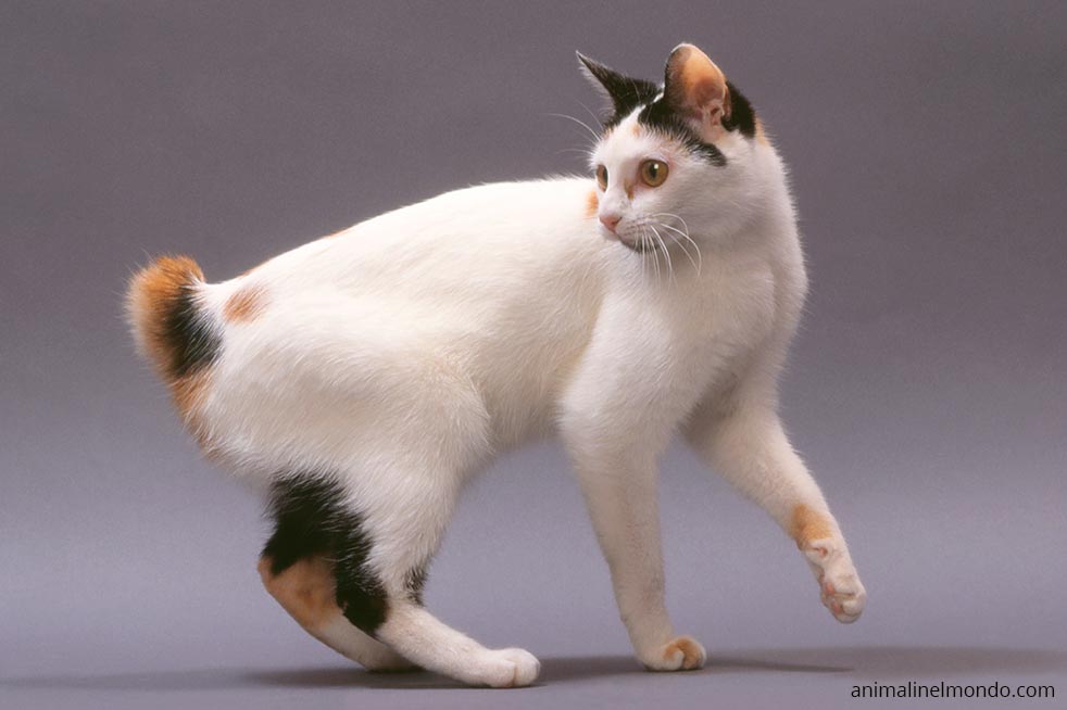 Bobtail giapponese