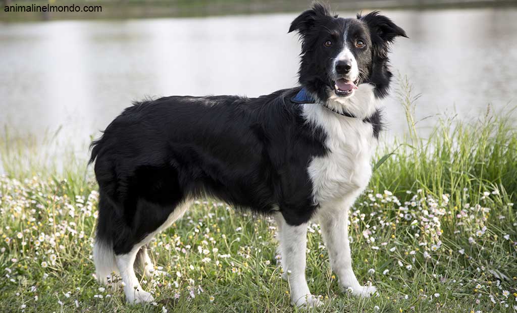Cane Border Collie