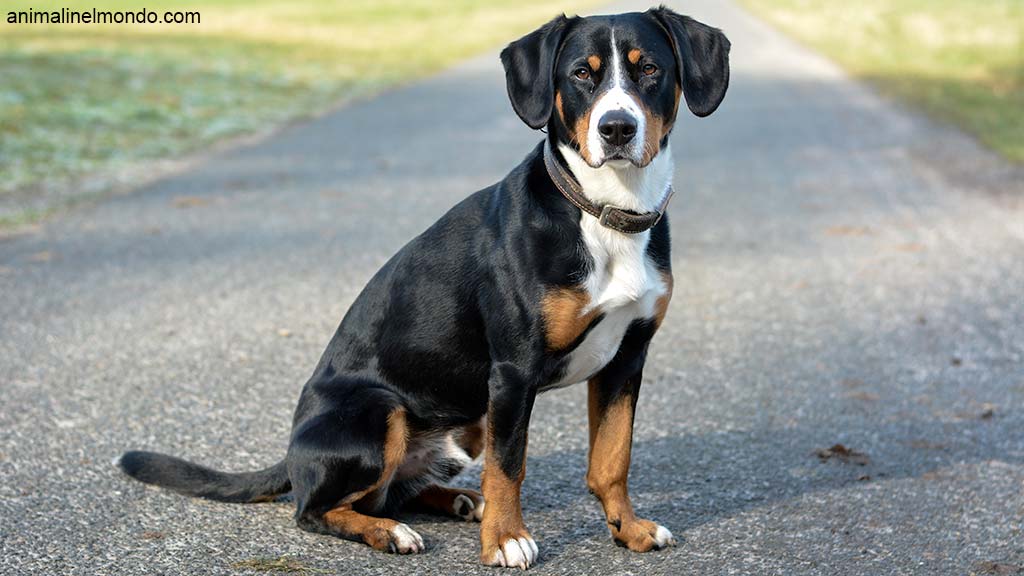 Cane Bovaro dell’Entlebuch