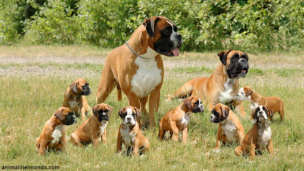 Cane Boxer