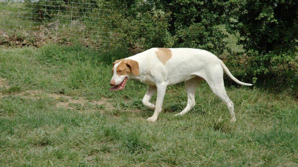 Cane Bracco d’Ariege