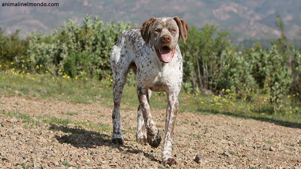 Cane Bracco del Bourbonnais