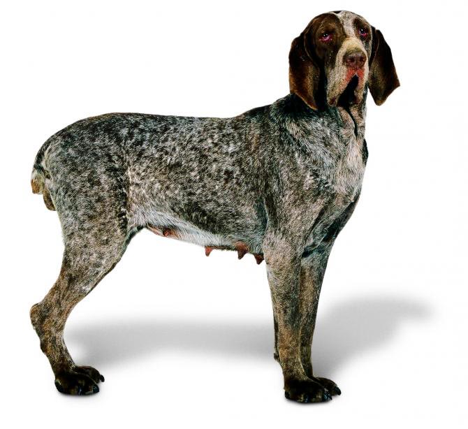Cane Bracco di Burgos
