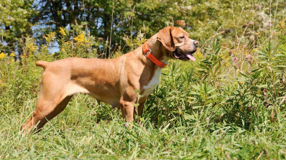 Cane Bracco portoghese