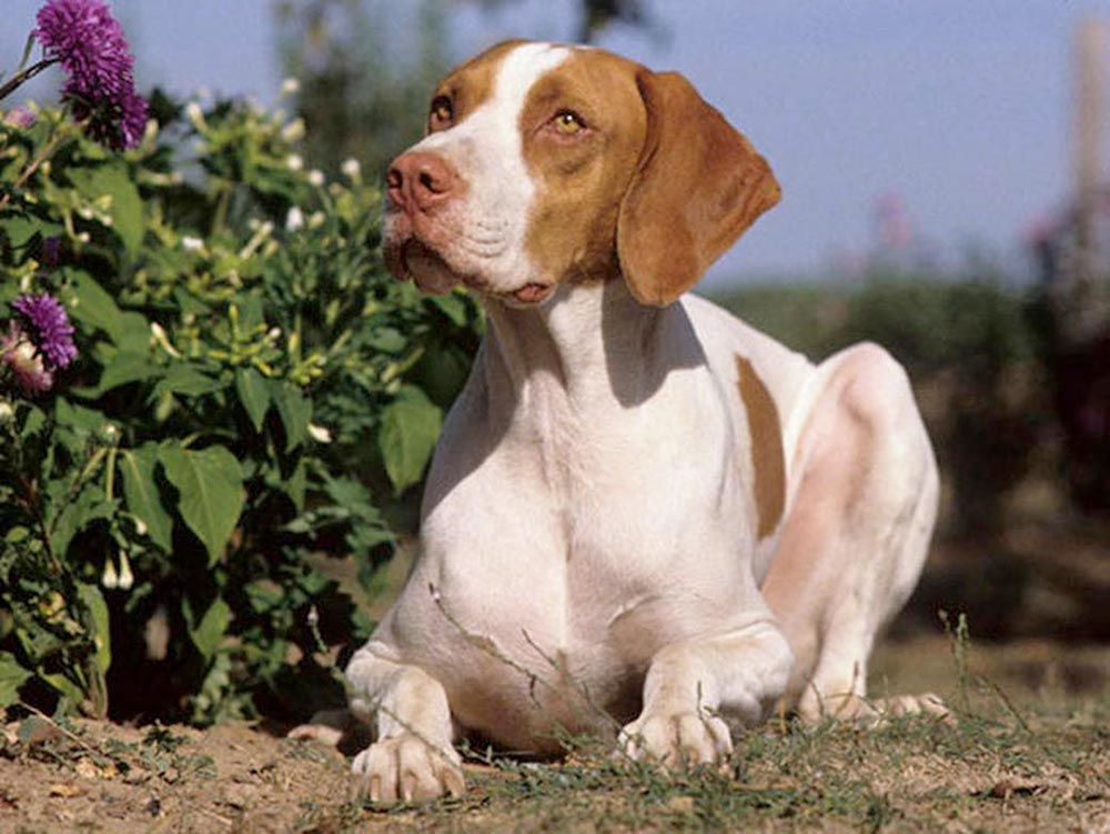 Cane Bracco Saint Germain