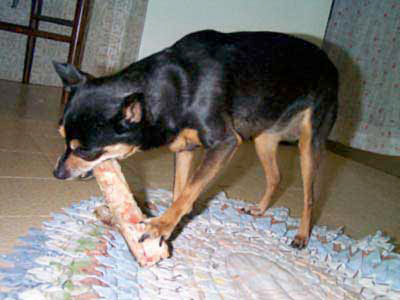 Un piccolo grande cane