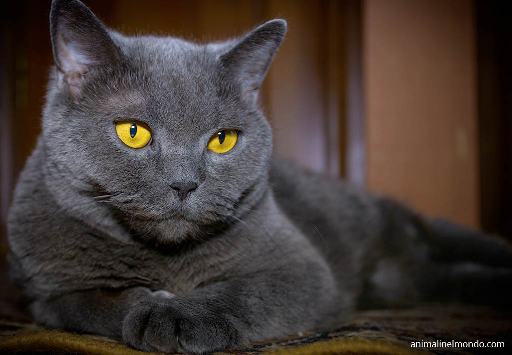 British Shorthair
