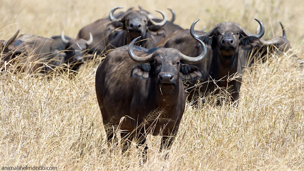 Bufalo africano
