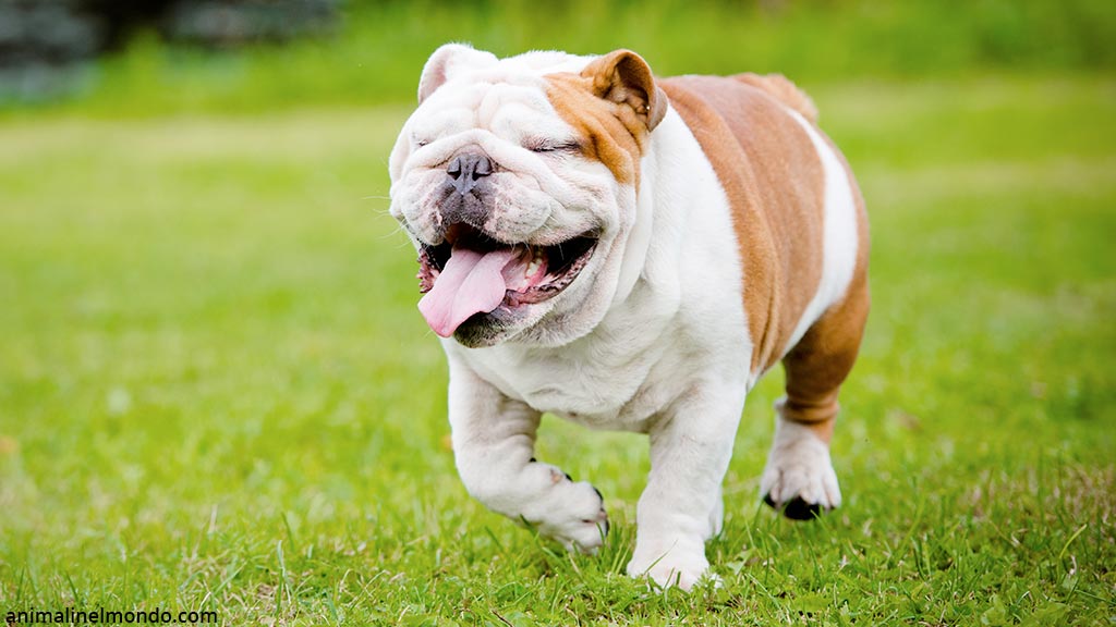 Cane Bulldog