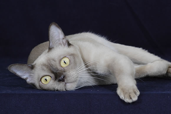 Burmese