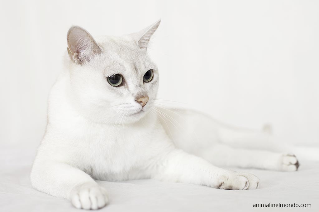Burmilla