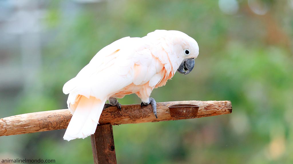 Cacatua delle Molucche
