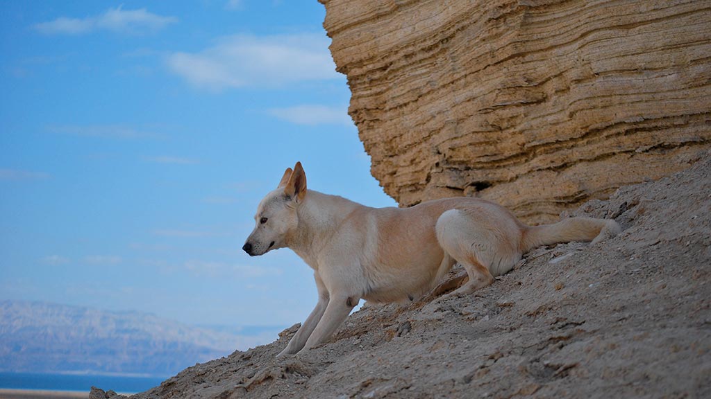Cane Canaan Dog