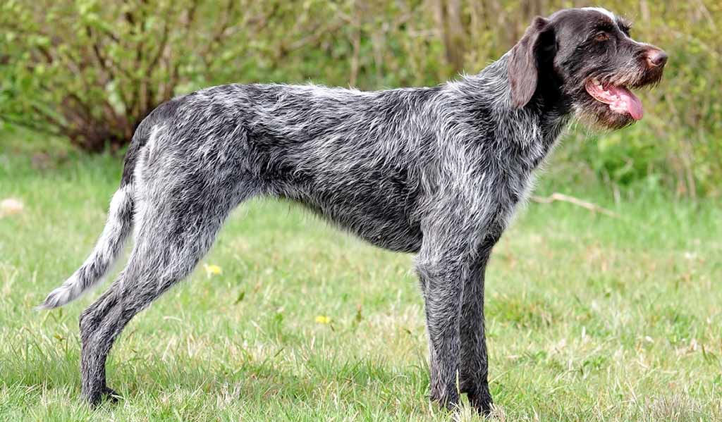 Cane da ferma boemo a pelo ruvido