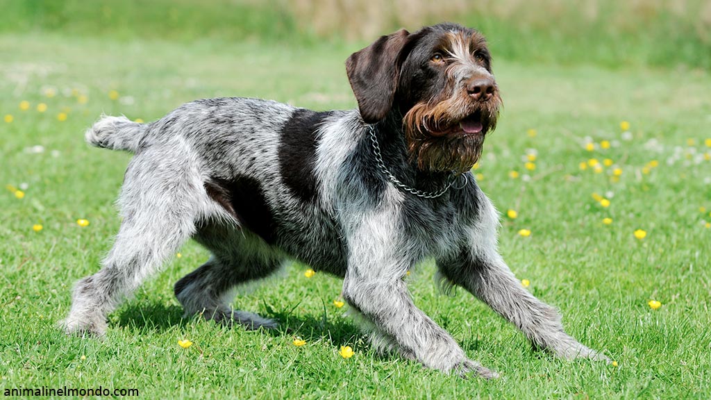 Cane da ferma tedesco a pelo duro