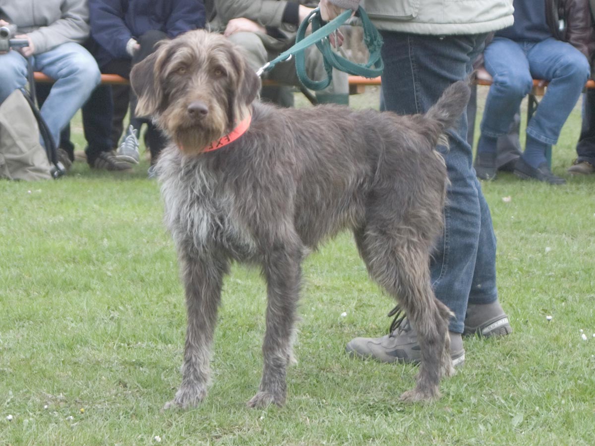 Cane da ferma tedesco a pelo ruvido