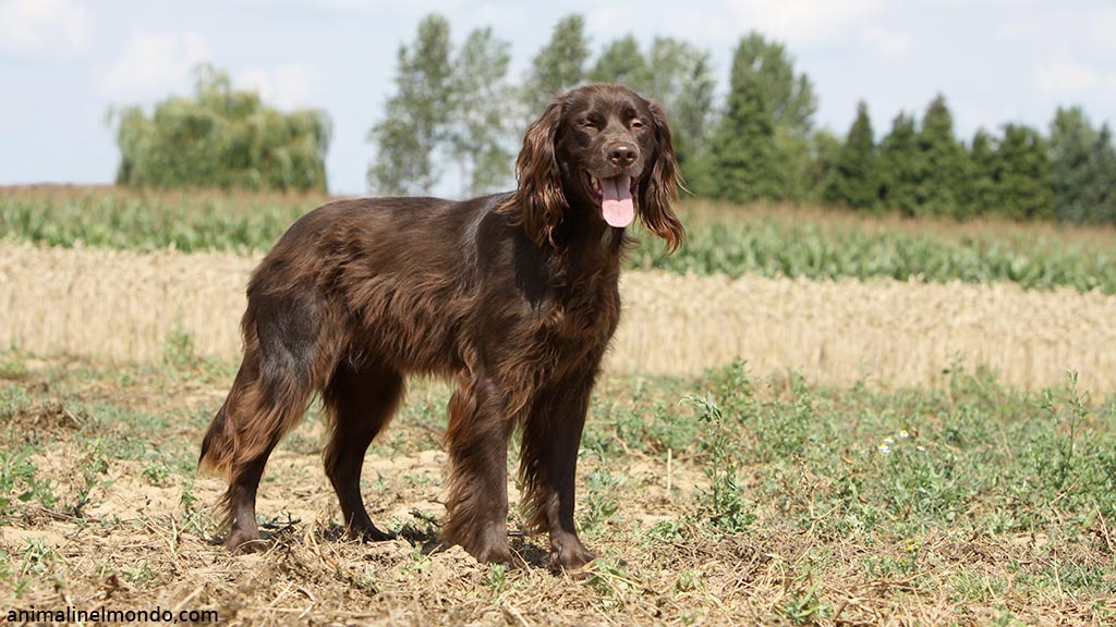 Cane da ferma tedesco a pelo lungo
