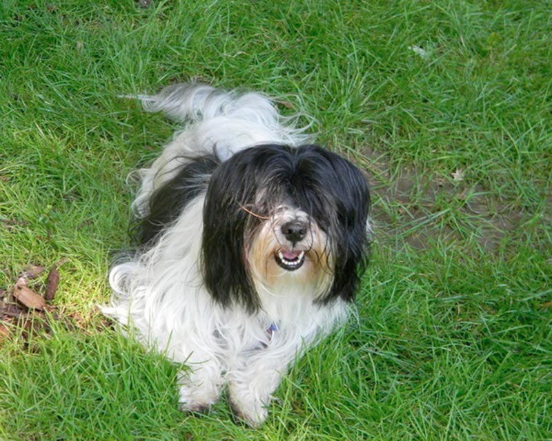 Cane leone di Kyi
