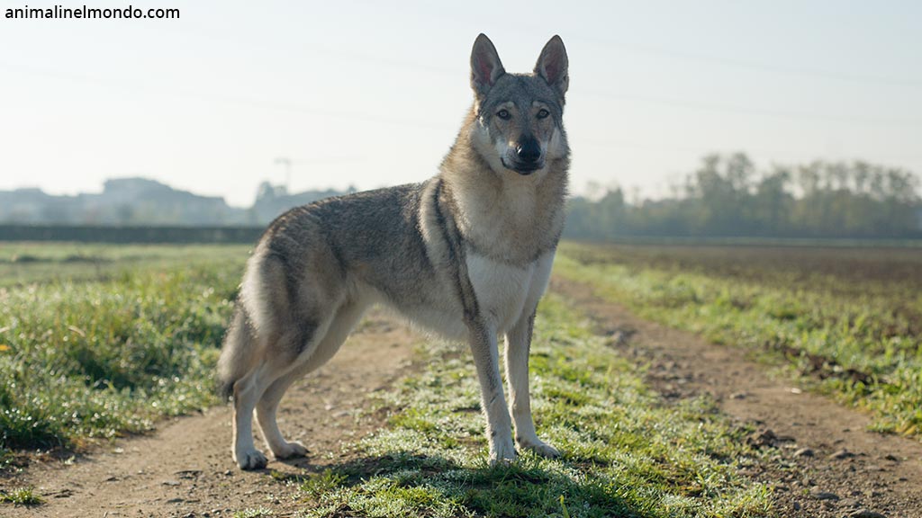 Cane Lupo Cecoslovacco