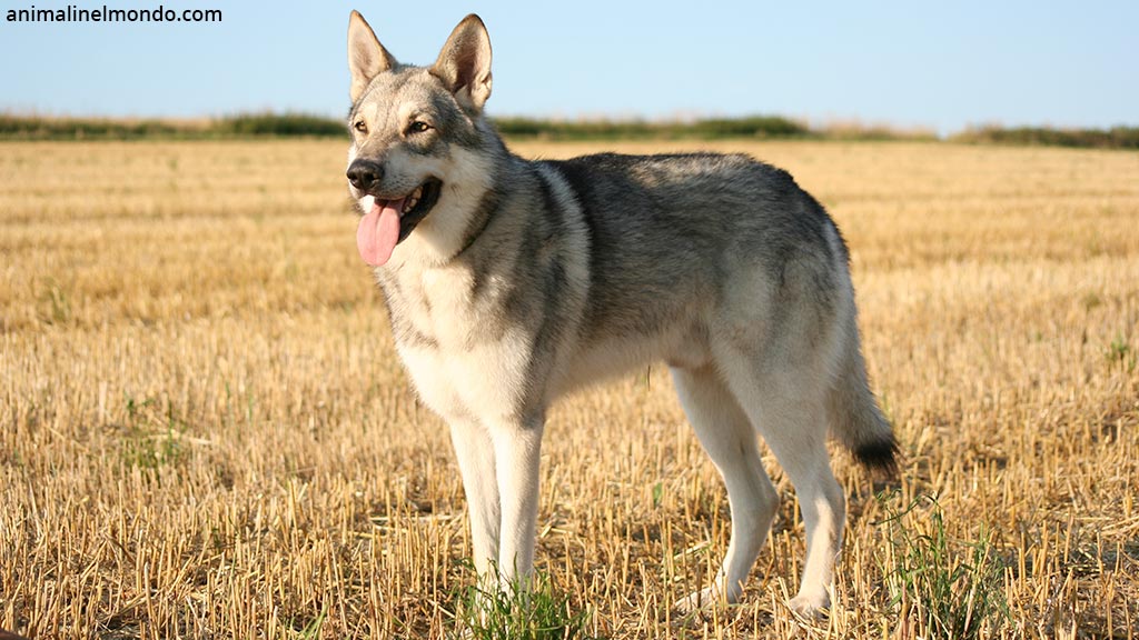 Cane lupo di Saarloos