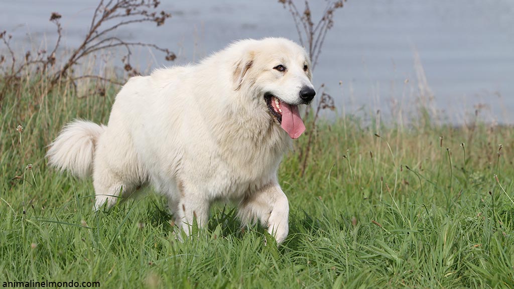 Cane da Montagna dei Pirenei