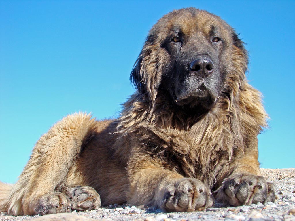 Cane della Serra di Estrela
