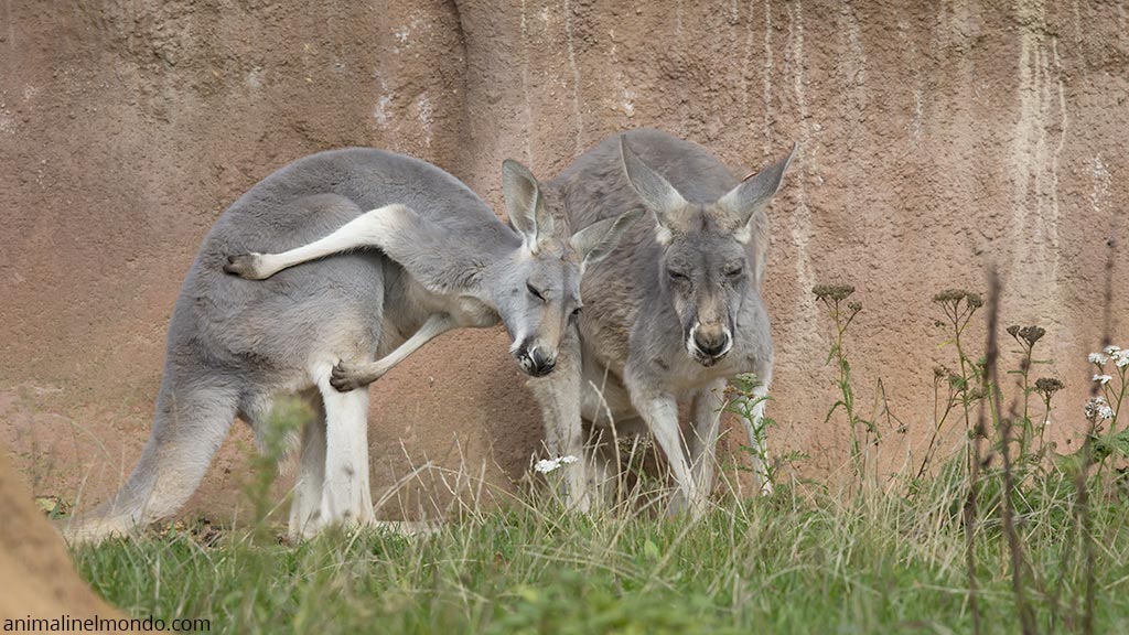 Canguro