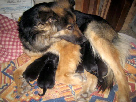 Tytta e i suoi cuccioli