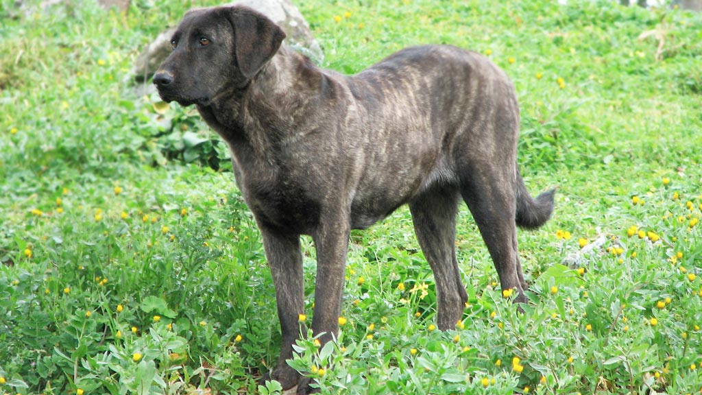 Cane di Castro Laboreiro