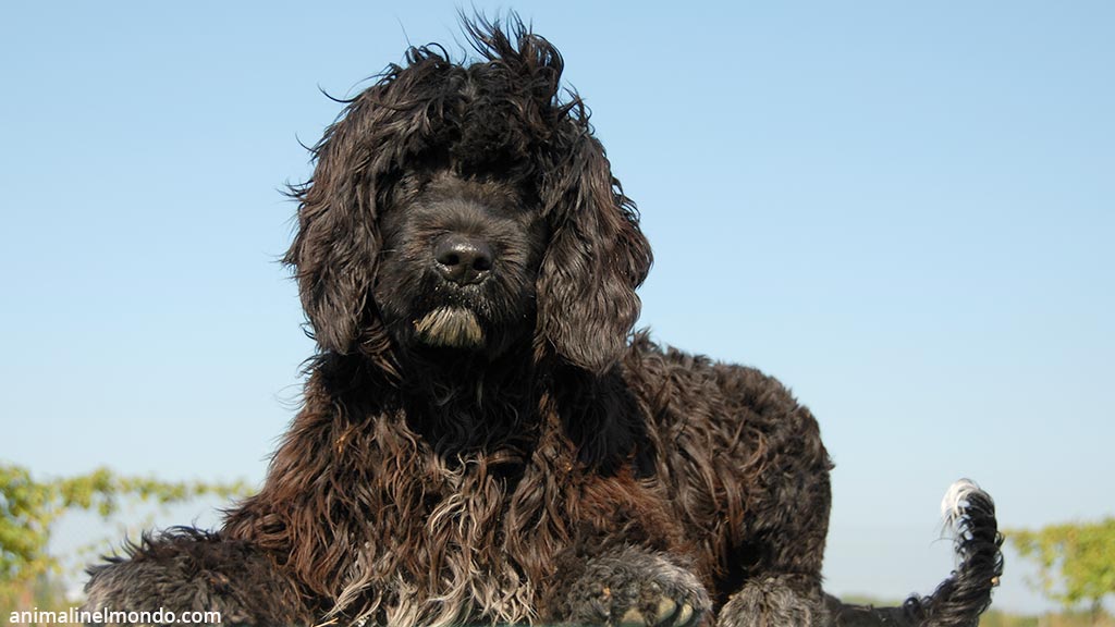 Cane Cao de Agua