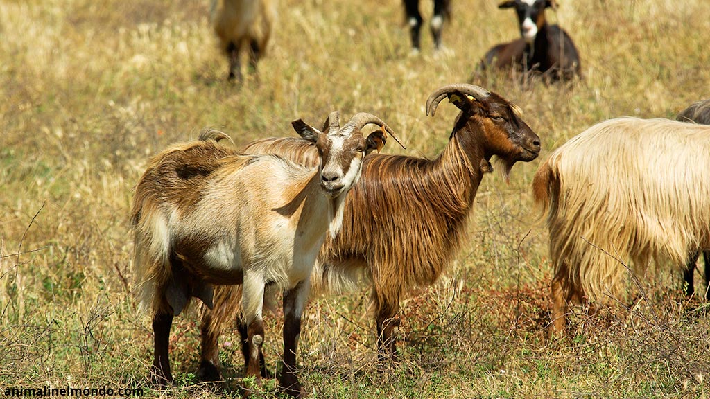 Capra domestica